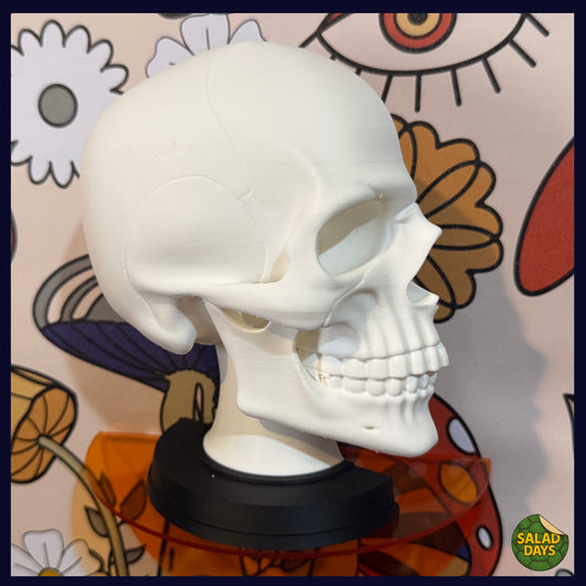 Skull -Bookend-