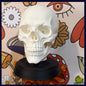 Skull -Statue-